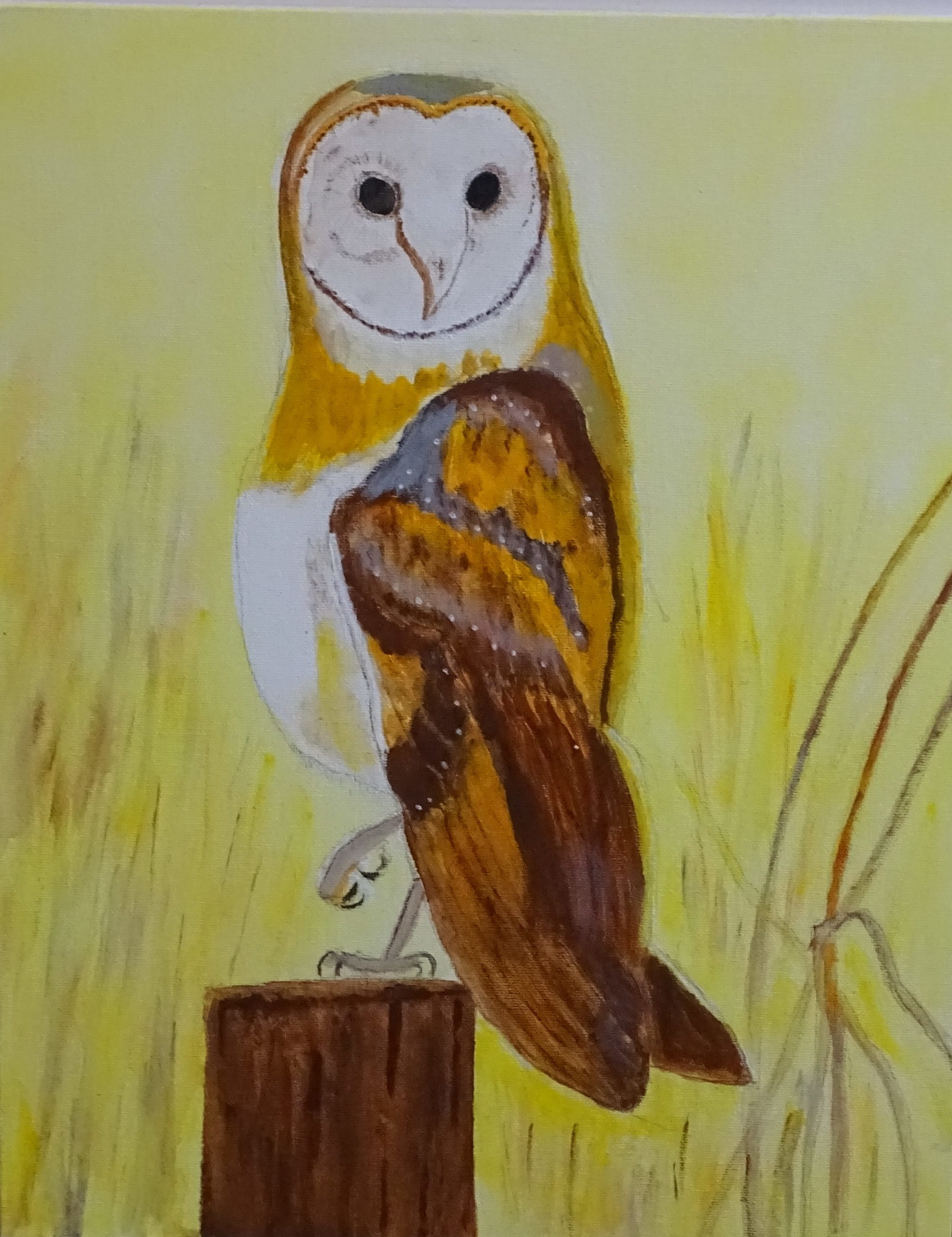 Barn Owl